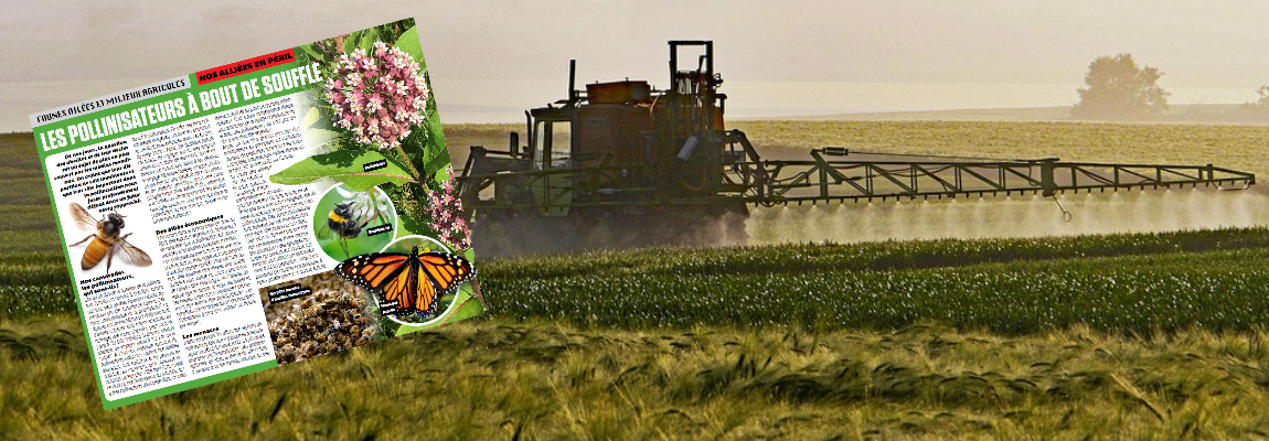 Nouvelle capsule web sur les pollinisateurs en milieux agricoles!!