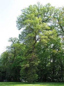 Chêne bicolore      