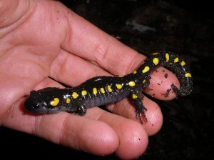 Salamandre maculée              