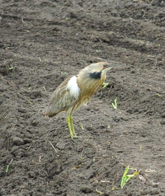 Butard d_Amérique 2