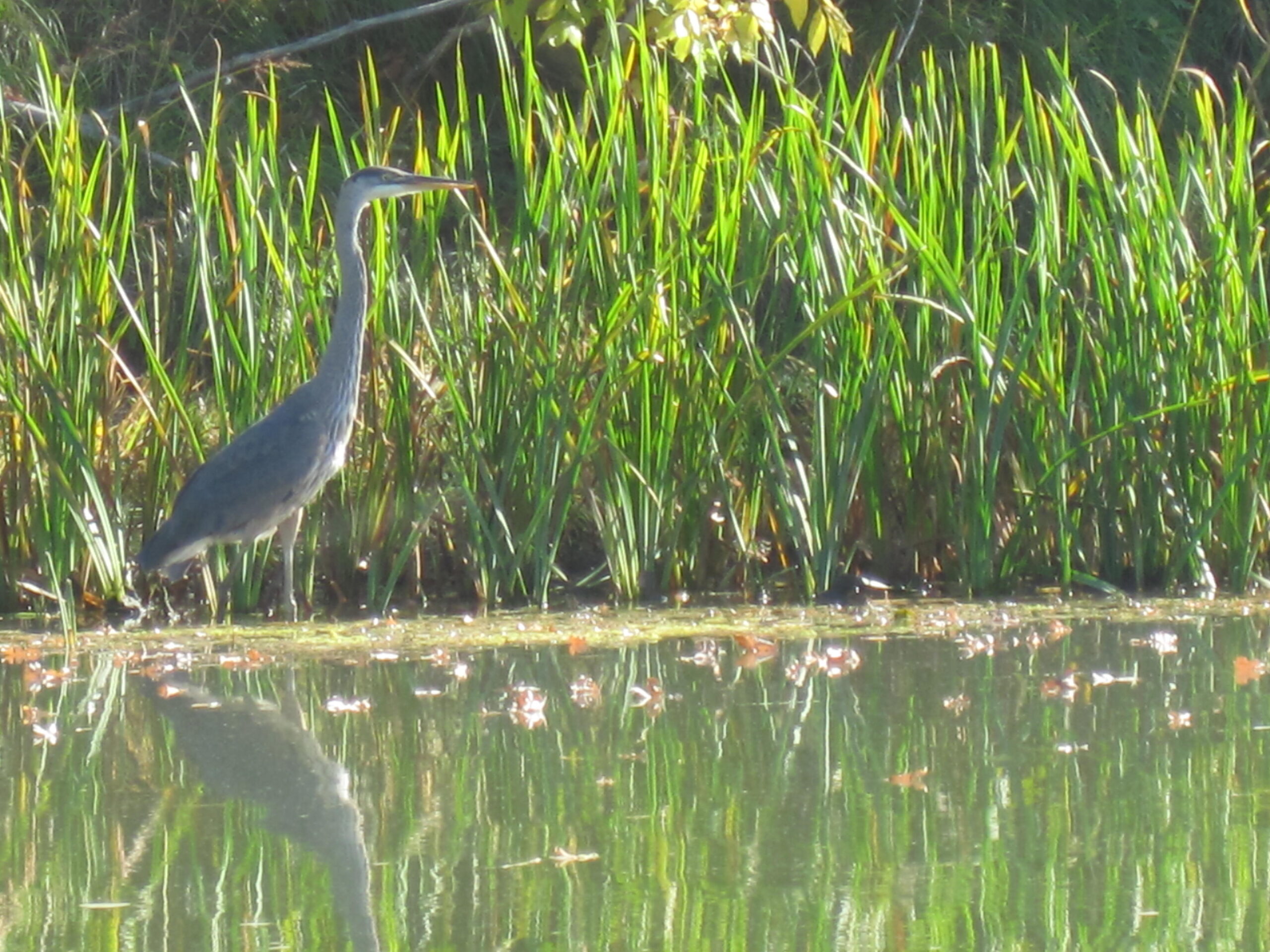 Grand_heron_chateauguay