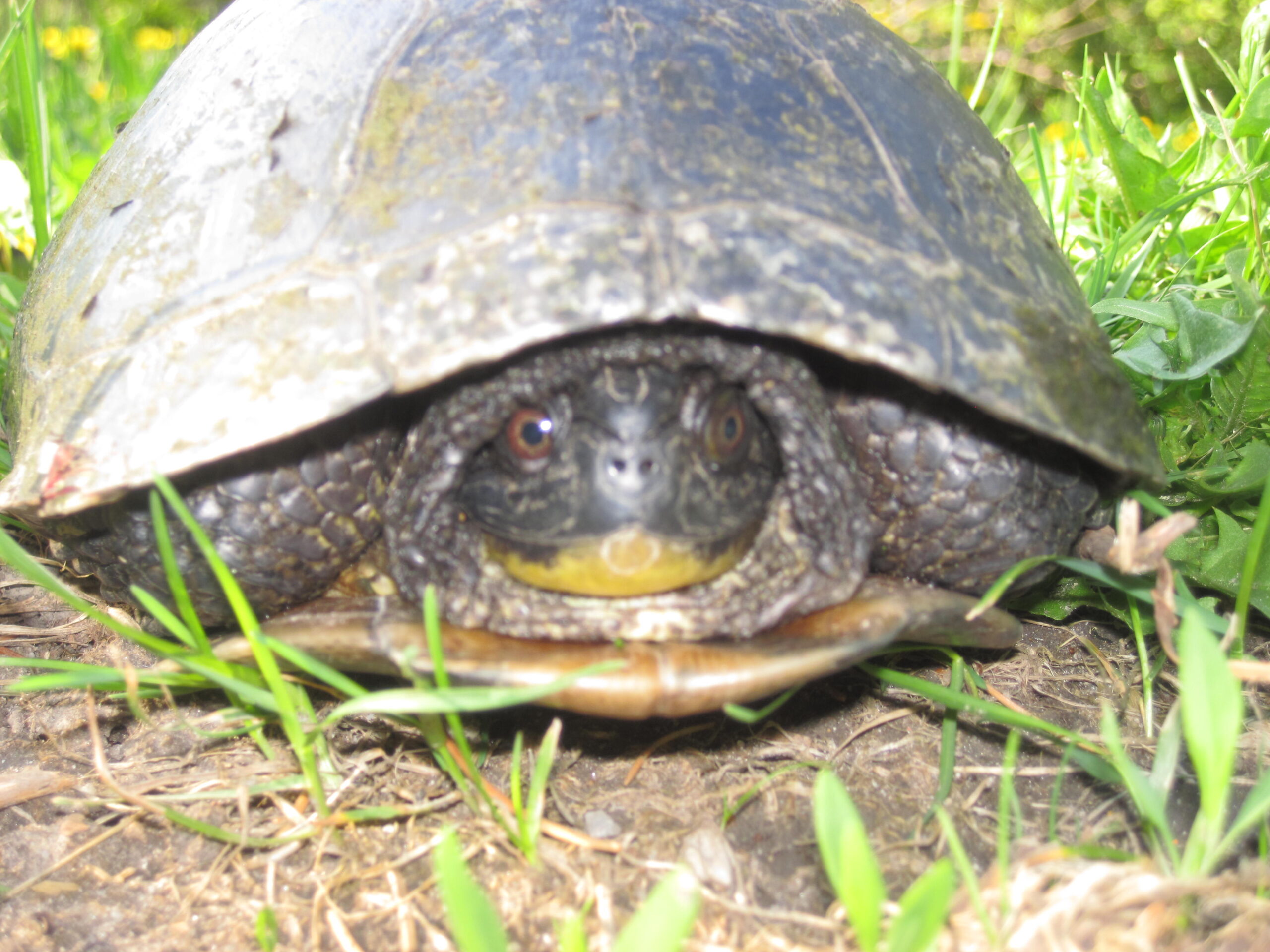 tortue 17-05-2018 008